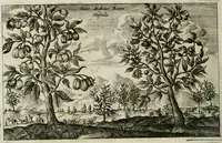 An illustration from L'ambassade de la Compagnie orientale des Provinces Unies vers l'empereur de la Chine, ou grand cam de Tartarie, faite par les Srs. Pierre de Goyer, & Jacob de Keyser (1665)