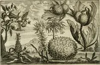 An illustration from L'ambassade de la Compagnie orientale des Provinces Unies vers l'empereur de la Chine, ou grand cam de Tartarie, faite par les Srs. Pierre de Goyer, & Jacob de Keyser (1665)