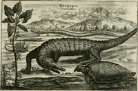 An illustration from L'ambassade de la Compagnie orientale des Provinces Unies vers l'empereur de la Chine, ou grand cam de Tartarie, faite par les Srs. Pierre de Goyer, & Jacob de Keyser (1665)