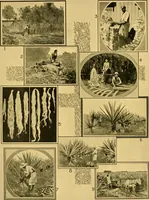Picture 23 of 73 from Lamb's textile industry of the United States, embracing biographical sketches of prominment men and a historical résumé of the progress of textile manufacture from the earliest records to the present time; (1911), leaf 239