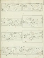 An illustration from La Metropolitana fiorentina illustrata (1820)