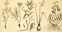 An illustration from L'Amérique angloise, ou Description des isles et terres du roi d'Angleterre, dans l'Amérique (1688)