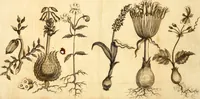 An illustration from L'Amérique angloise, ou Description des isles et terres du roi d'Angleterre, dans l'Amérique (1688)