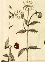 An illustration from L'Amérique angloise, ou Description des isles et terres du roi d'Angleterre, dans l'Amérique (1688)