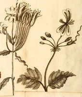 An illustration from L'Amérique angloise, ou Description des isles et terres du roi d'Angleterre, dans l'Amérique (1688)
