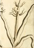An illustration from L'Amérique angloise, ou Description des isles et terres du roi d'Angleterre, dans l'Amérique (1688)