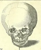 Picture 8 of 27 from L'anatomie de l'homme, suivant la circulation du sang, & les dernieres découvertes : (1698), leaf 104