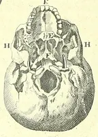 An illustration from L'anatomie de l'homme, suivant la circulation du sang, & les dernieres découvertes : (1698)