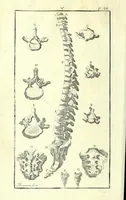 Picture 10 of 27 from L'anatomie de l'homme, suivant la circulation du sang, & les dernieres découvertes : (1698), leaf 128