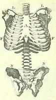 An illustration from L'anatomie de l'homme, suivant la circulation du sang, & les dernieres découvertes : (1698)