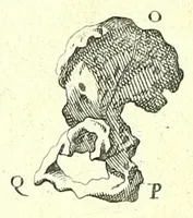 Picture 13 of 27 from L'anatomie de l'homme, suivant la circulation du sang, & les dernieres découvertes : (1698), leaf 144