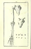 Picture 14 of 27 from L'anatomie de l'homme, suivant la circulation du sang, & les dernieres découvertes : (1698), leaf 162
