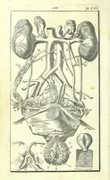 Picture 19 of 27 from L'anatomie de l'homme, suivant la circulation du sang, & les dernieres découvertes : (1698), leaf 334