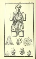 Picture 20 of 27 from L'anatomie de l'homme, suivant la circulation du sang, & les dernieres découvertes : (1698), leaf 448