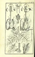 An illustration from L'anatomie de l'homme, suivant la circulation du sang, & les dernieres découvertes : (1698)