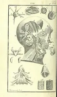 An illustration from L'anatomie de l'homme, suivant la circulation du sang, & les dernieres découvertes : (1698)