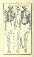 An illustration from L'anatomie de l'homme, suivant la circulation du sang, & les dernieres découvertes : (1698)