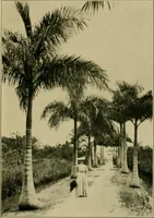 An illustration from The landscape beautiful; a study of the utility of the natural landscape, its relation to human life and happiness (1910)