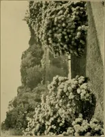 Picture 17 of 47 from The landscape beautiful; a study of the utility of the natural landscape, its relation to human life and happiness (1910), leaf 142