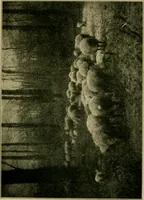 An illustration from The landscape beautiful; a study of the utility of the natural landscape, its relation to human life and happiness (1910)