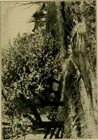 An illustration from The landscape beautiful; a study of the utility of the natural landscape, its relation to human life and happiness (1910)