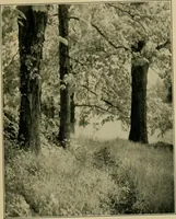 An illustration from The landscape beautiful; a study of the utility of the natural landscape, its relation to human life and happiness (1910)