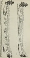 An illustration from The landscape gardening and landscape architecture of the late Humphry Repton, esq., being his entire works on these subjects : ...with historical and scientific introduction, a systematic analysis, a biographical notice, notes, and copious alphabetical index (1840)