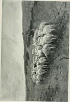 An illustration from Landscape painting and modern Dutch artists (1906)