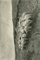 Picture 34 of 44 from Landscape painting and modern Dutch artists, by E. B. Greenshields .. (1906), leaf 249