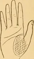 An illustration from The language of the hand, being a concise exposition of the principles and practice of the art of reading the hand (1899)