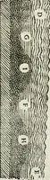 An illustration from La nuova architettura civile, e militare (1717)
