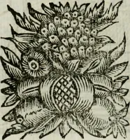 An illustration from La nuova architettura civile, e militare (1717)