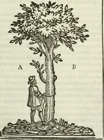 An illustration from La nuova architettura civile, e militare (1717)