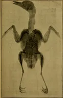 An illustration from La photographie de l'invisible : les rayons X suivi d'un glossaire (1898)