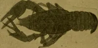 An illustration from La photographie de l'invisible : les rayons X suivi d'un glossaire (1898)