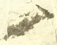 An illustration from La pratique du caualier, ou, L'exercice de monter a cheual : qui enseigne la methode de reduire les cheuaux dans l'obeissance des plus beaux airs & maneiges (1650)