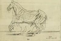 An illustration from La prima-[quinta] parte della luce del dipingere et disegnare, ... (1643)