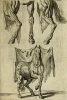 An illustration from La prima-[quinta] parte della luce del dipingere et disegnare, ... (1643)