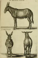 An illustration from La prima-[quinta] parte della luce del dipingere et disegnare, ... (1643)