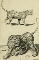An illustration from La prima-[quinta] parte della luce del dipingere et disegnare, ... (1643)