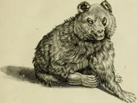 An illustration from La prima-[quinta] parte della luce del dipingere et disegnare, ... (1643)