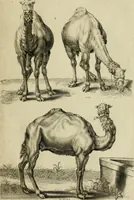 An illustration from La prima-[quinta] parte della luce del dipingere et disegnare, ... (1643)