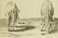 An illustration from La prima-[quinta] parte della luce del dipingere et disegnare, ... (1643)