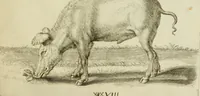 An illustration from La prima-[quinta] parte della luce del dipingere et disegnare, ... (1643)