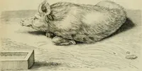 An illustration from La prima-[quinta] parte della luce del dipingere et disegnare, ... (1643)
