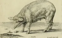 An illustration from La prima-[quinta] parte della luce del dipingere et disegnare, ... (1643)