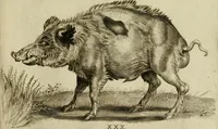 An illustration from La prima-[quinta] parte della luce del dipingere et disegnare, ... (1643)
