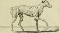 An illustration from La prima-[quinta] parte della luce del dipingere et disegnare, ... (1643)