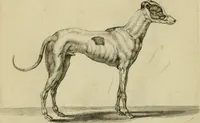 An illustration from La prima-[quinta] parte della luce del dipingere et disegnare, ... (1643)