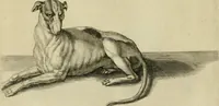An illustration from La prima-[quinta] parte della luce del dipingere et disegnare, ... (1643)